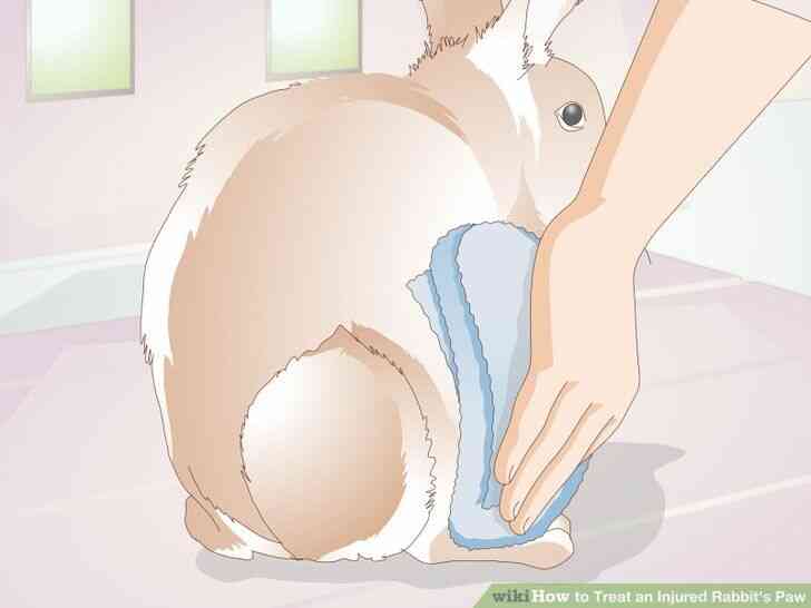 Image intitulée Traiter un Blessé du Lapin de la Patte de l